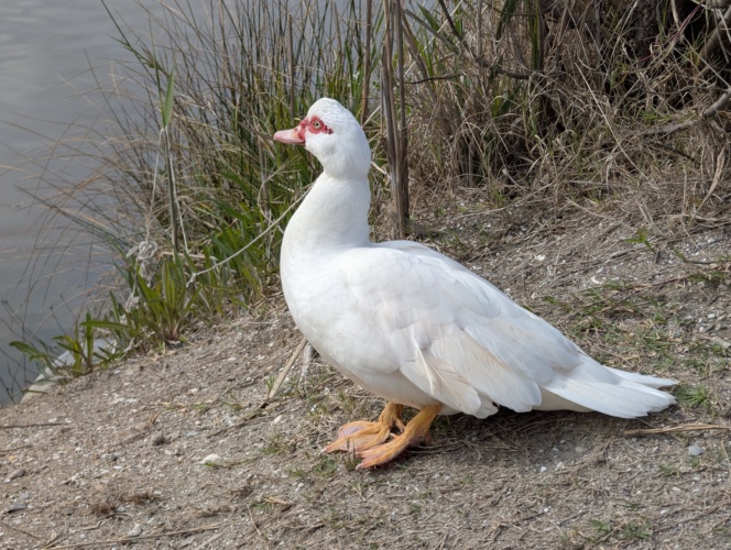 Well... It's a bird!